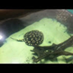 Meet your Posher, Peter